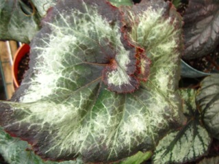 B. ‘Louisiana Waltz’